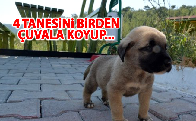 haber resim
