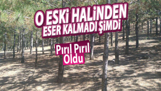 resim