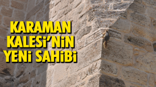 resim