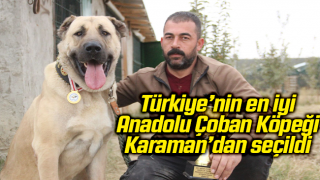 Resim